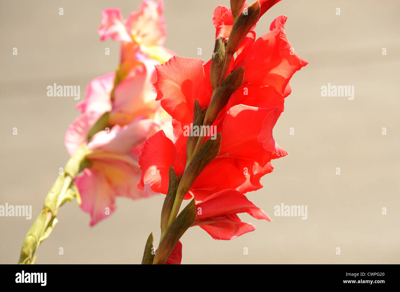 red and pink gladiolus Stock Photo