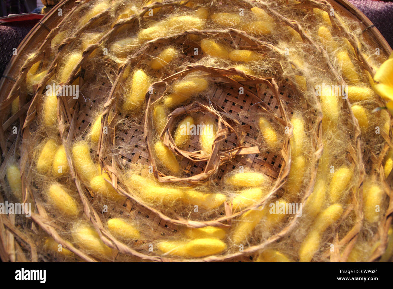 Silkworm larvae inside cocoons Stock Photo