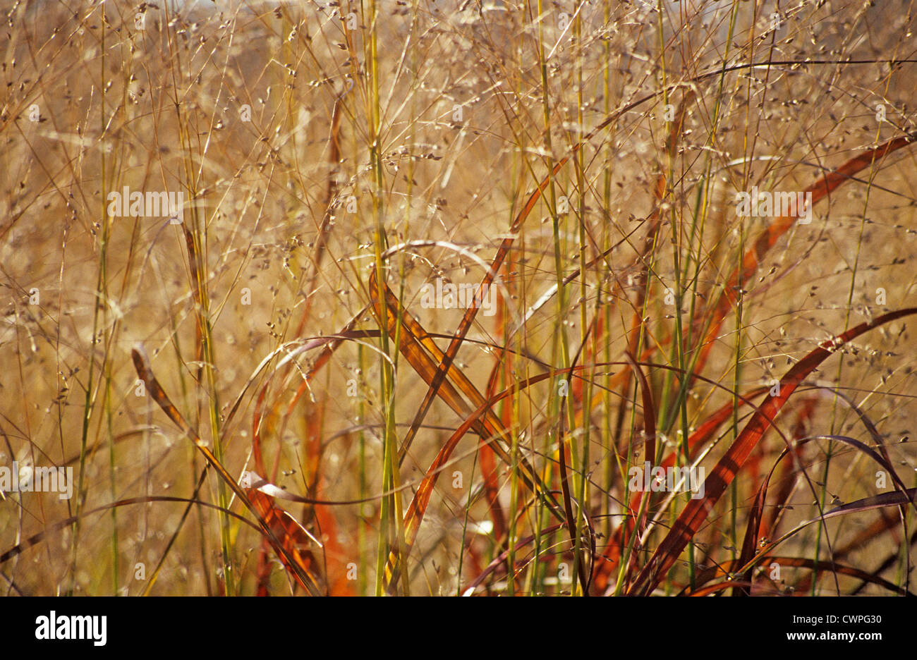Panicum virgatum 'Rehbraun', Switch grass full frame pattern of autumn colours. Stock Photo