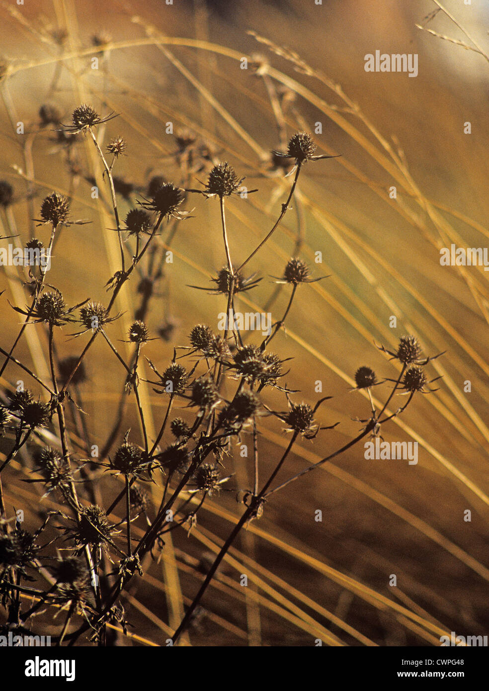 Eryngium tripartitum, Sea holly Stock Photo Alamy