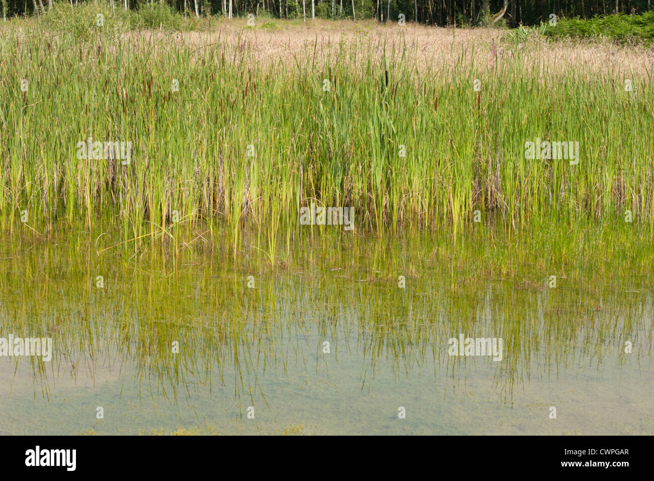 Pond with Common Reedmace, Typha latifolia, Esher, Surrey, UK. July Stock Photo