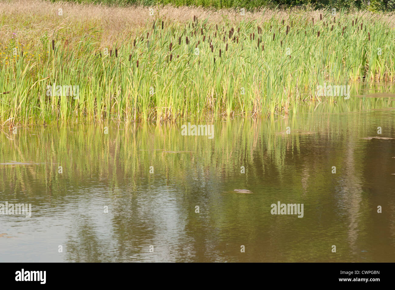 Pond with Common Reedmace, Typha latifolia, Esher, Surrey, UK. July Stock Photo