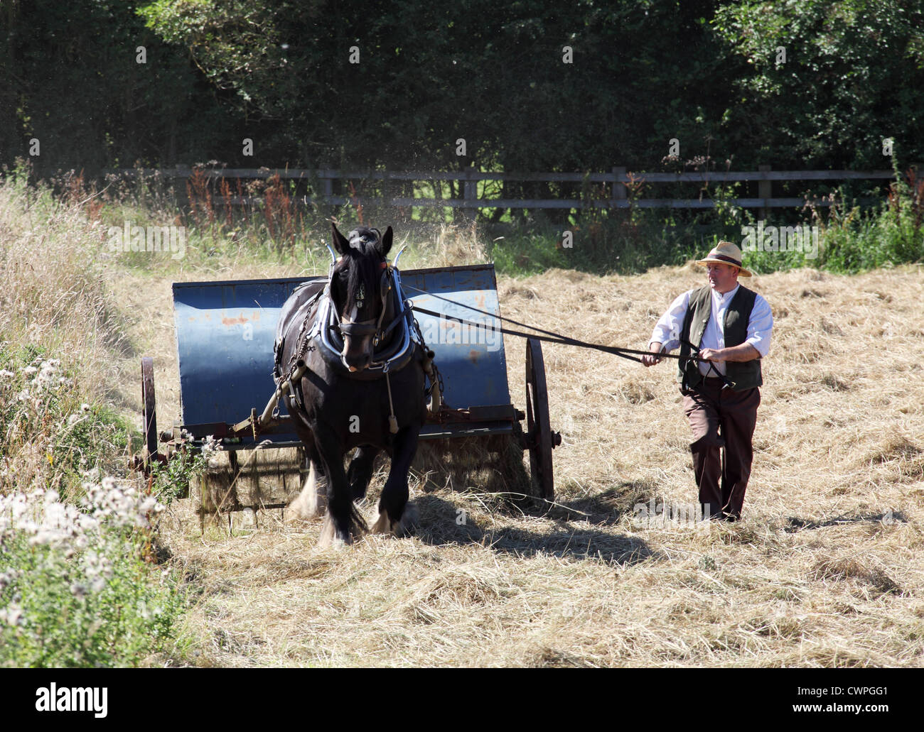 Man leading heavy horse drawing hay tedder machine Beamish Museum, north east England, UK Stock Photo