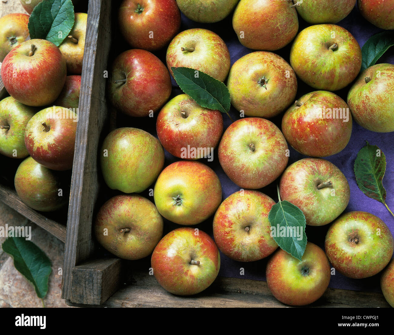 Malus domestica 'Cox's orange pippin', Harvested apples. Stock Photo
