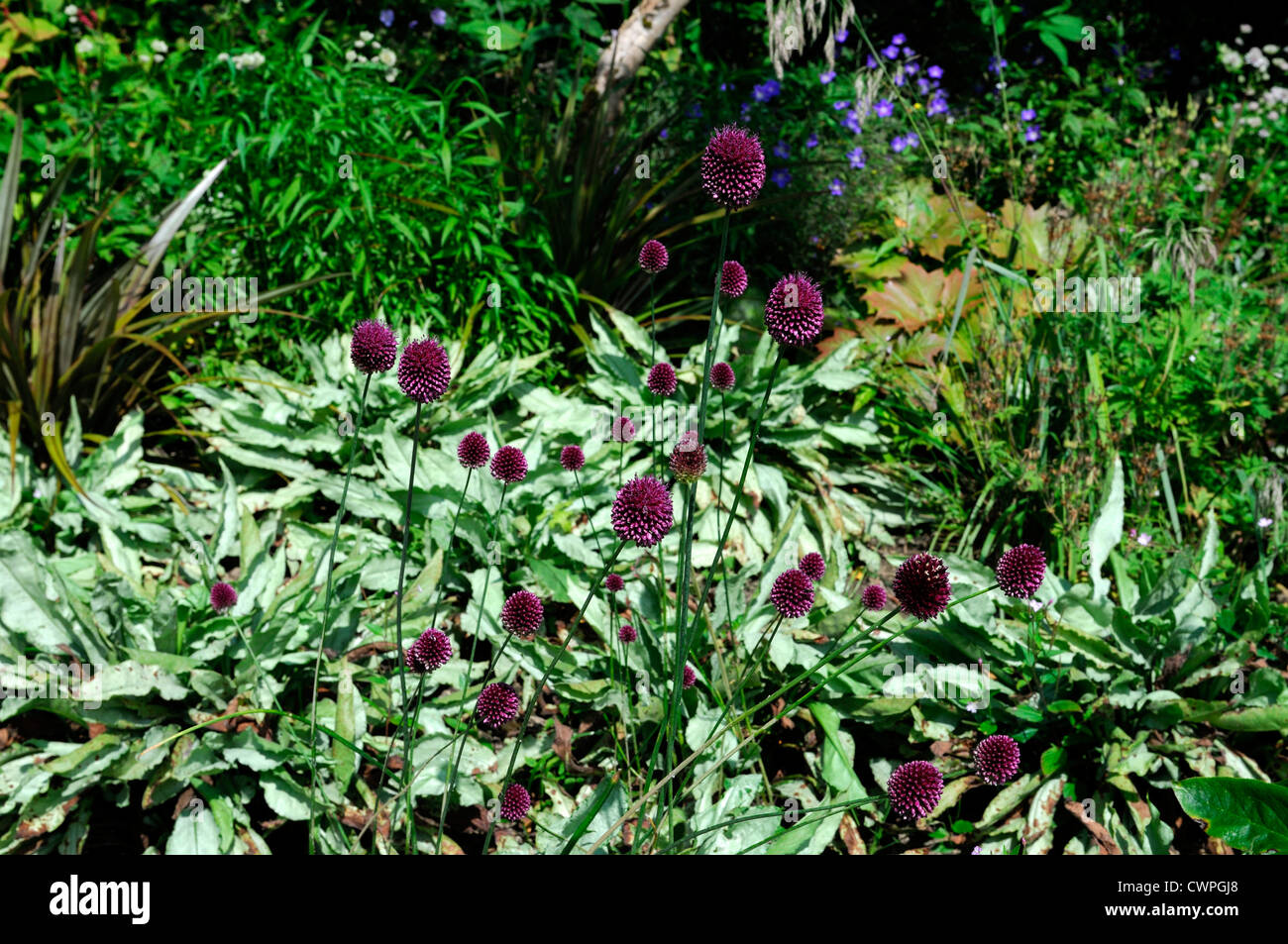 Allium sphaerocephalon purple flower perennial bulb ornamental onion Stock Photo