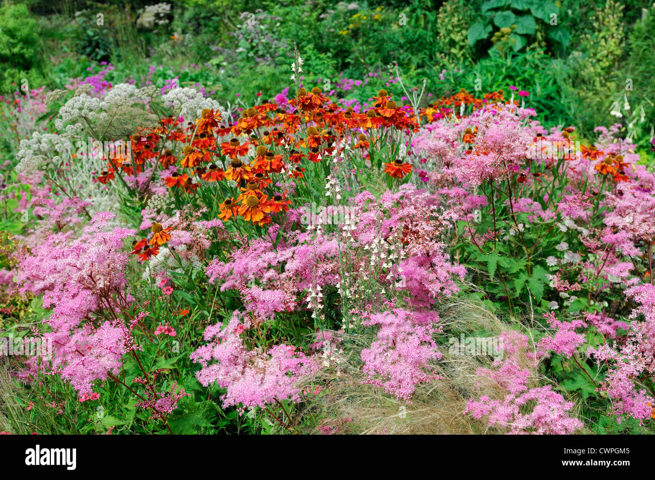 Late summer early autumn herbaceous perennial bed border colour color helenium filipendula pink orange Stock Photo