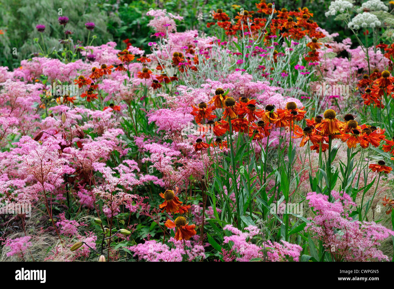 Late summer early autumn herbaceous perennial bed border colour color helenium filipendula pink orange Stock Photo