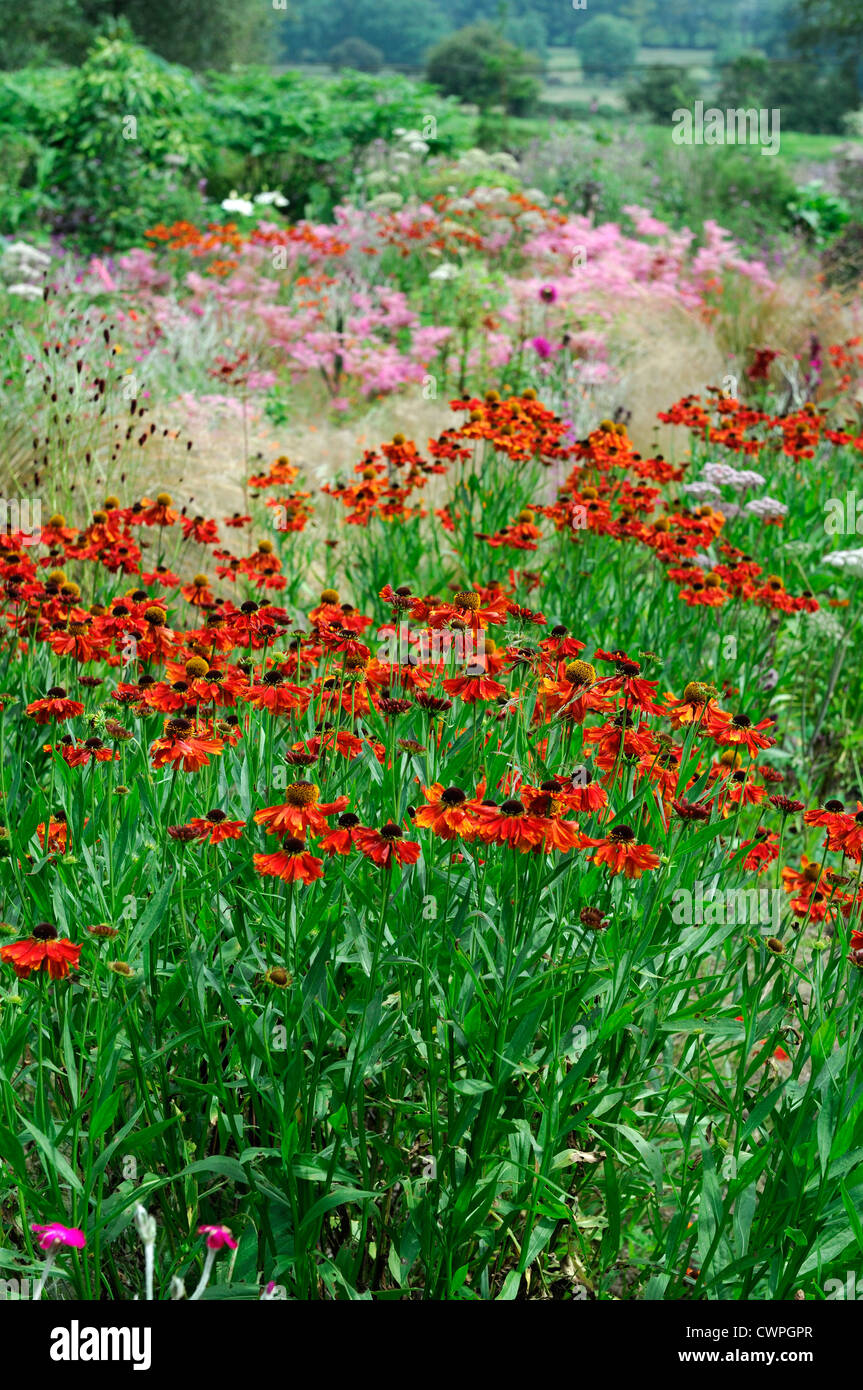 Helenium Border High Resolution Stock Photography and Images - Alamy