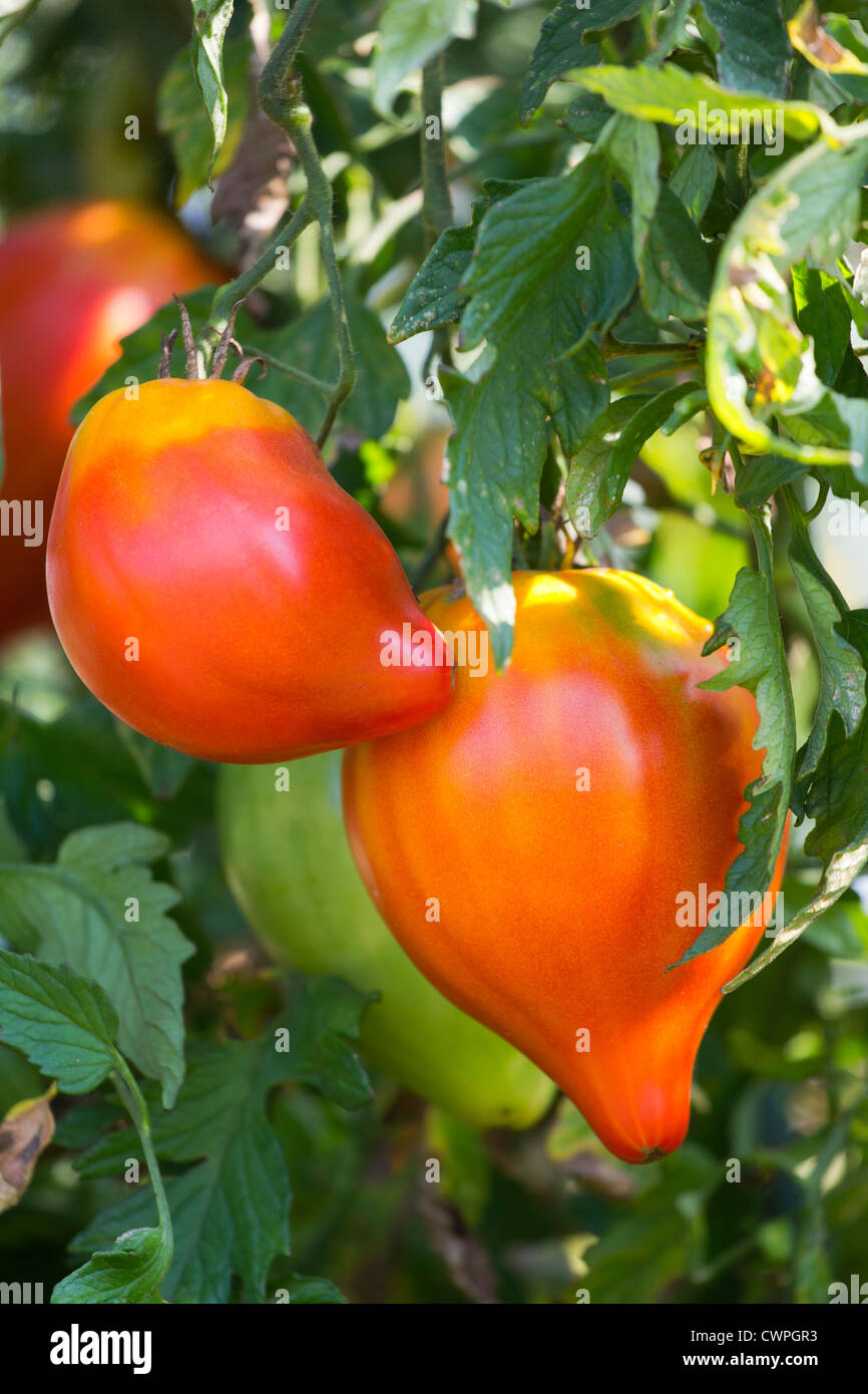 Ripe red tomatoes ready to pick in home garden. Stock Photo