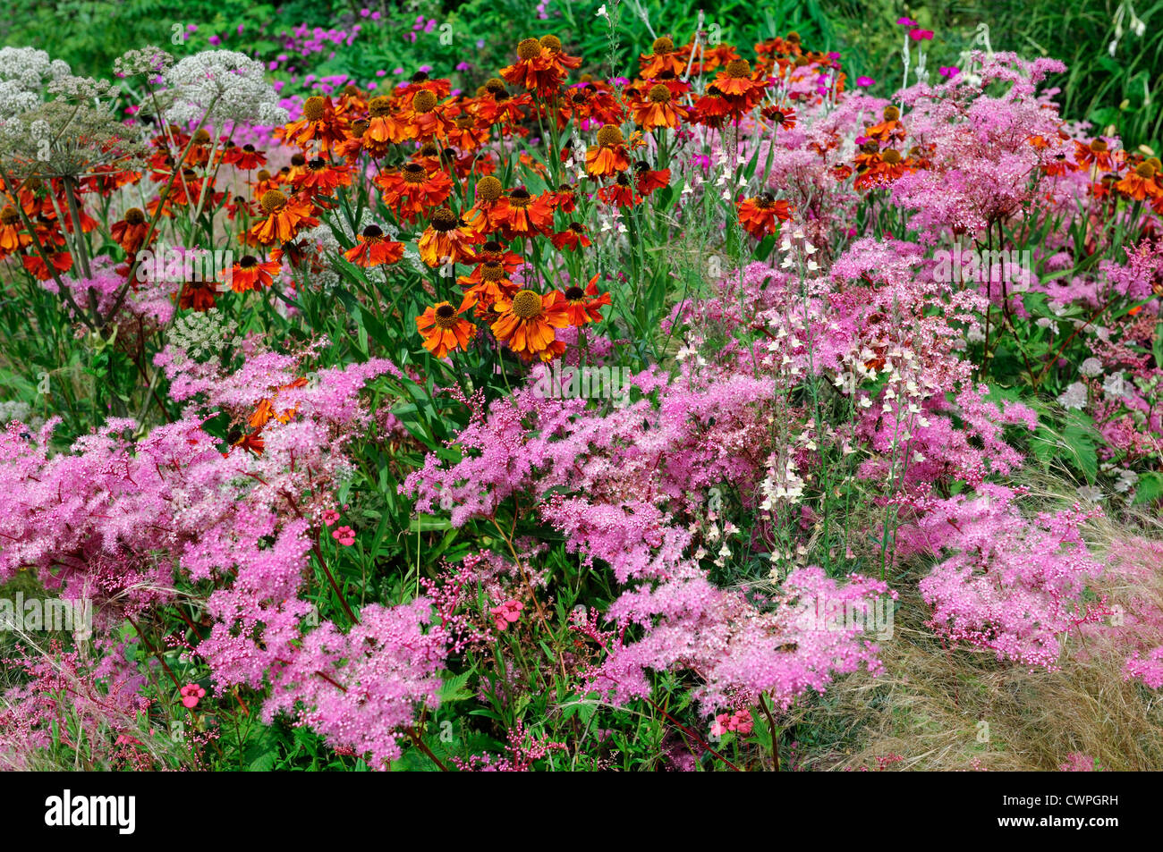 Late summer early autumn herbaceous perennial bed border colour color helenium filipendula pink orange Stock Photo