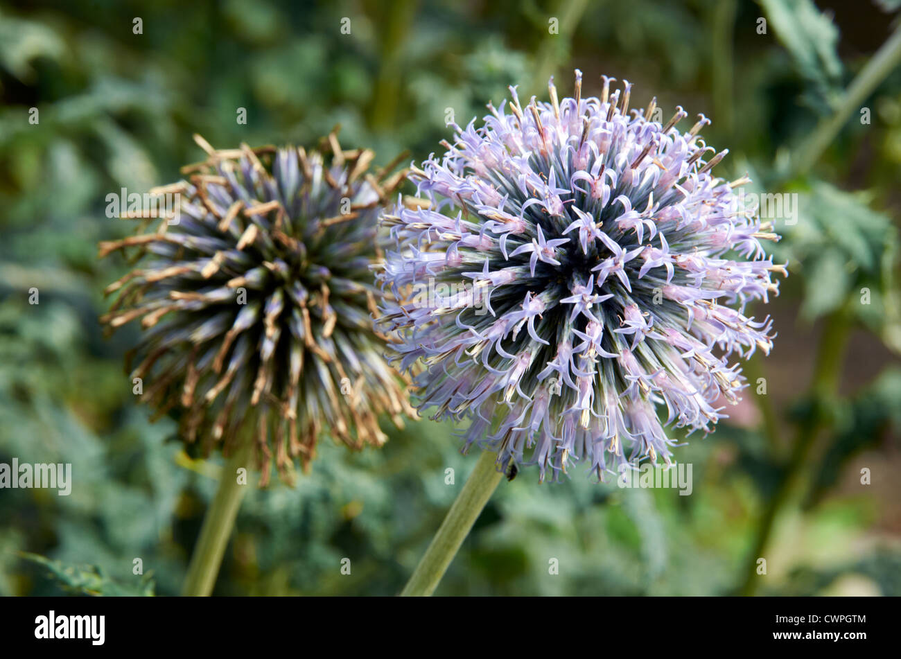 Flower head and seed head of an ornamental globe thistle or Echinops. Stock Photo