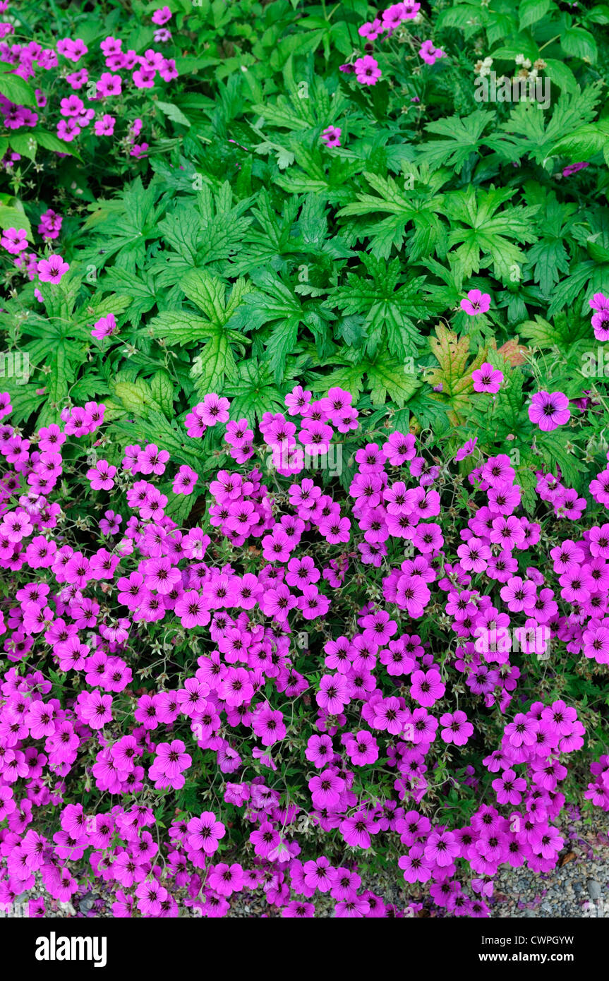 purple pink geranium cinereum cranesbill groundcover dense border bed cover Stock Photo