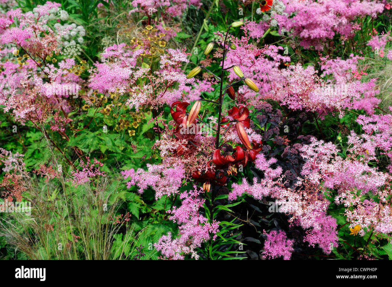 filipendula rubra lillium mix mixed perennial border combo combination planting scheme pink red Stock Photo