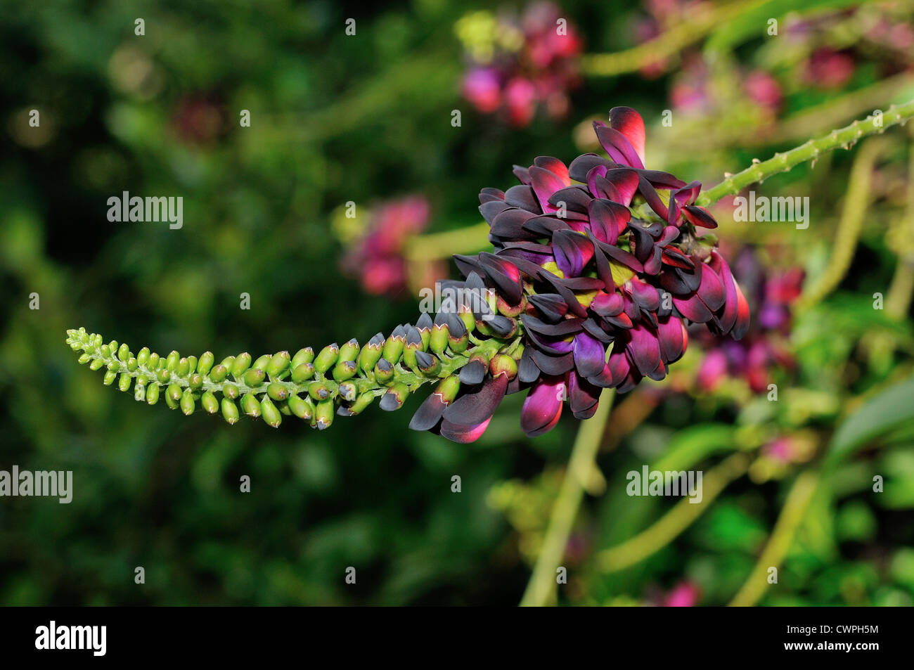 Dark red Wisteria flowers in bloom. Texas, USA. Stock Photo