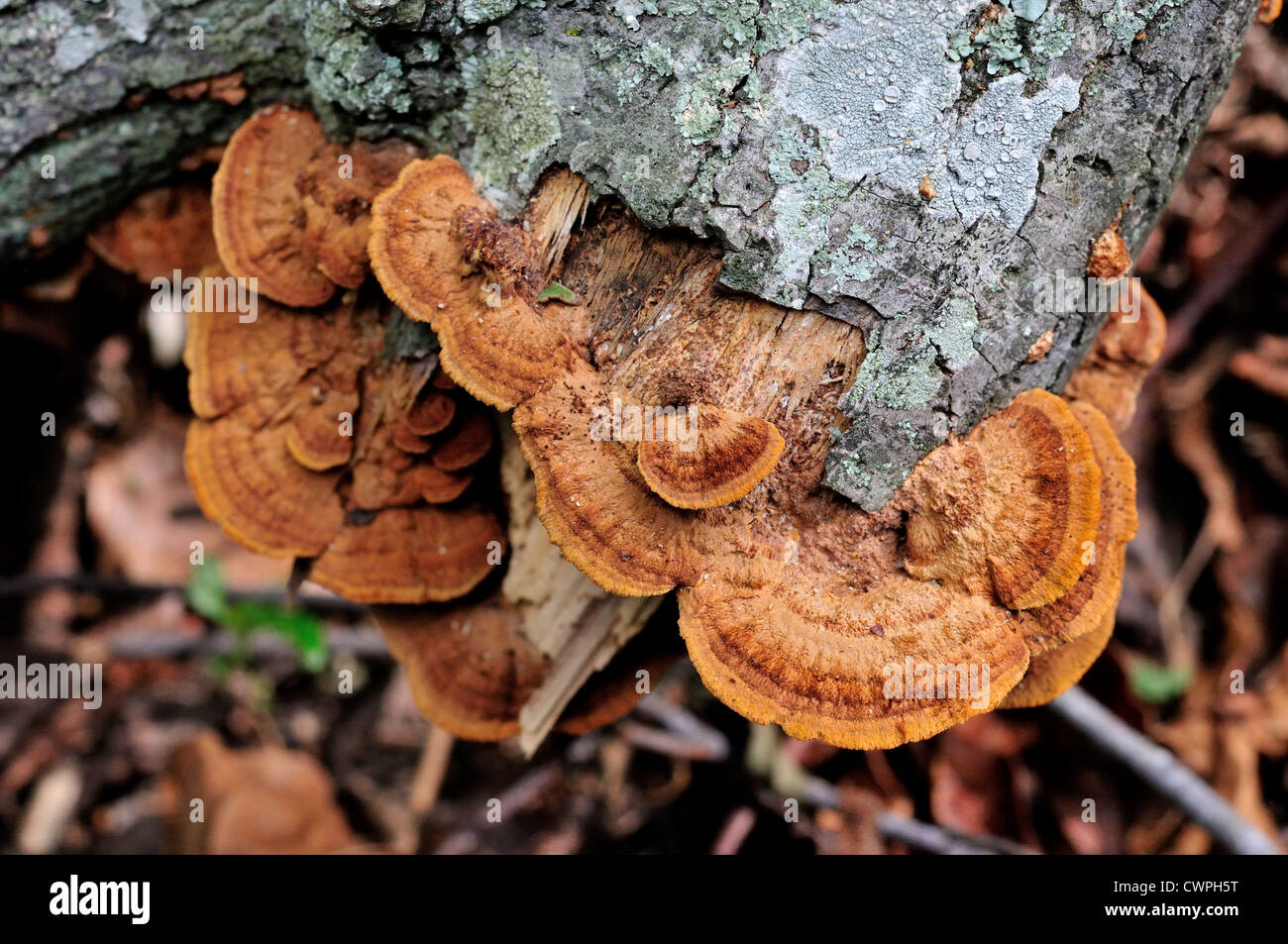 Mushrooms growing on dead tree trunk Stock Photo Alamy