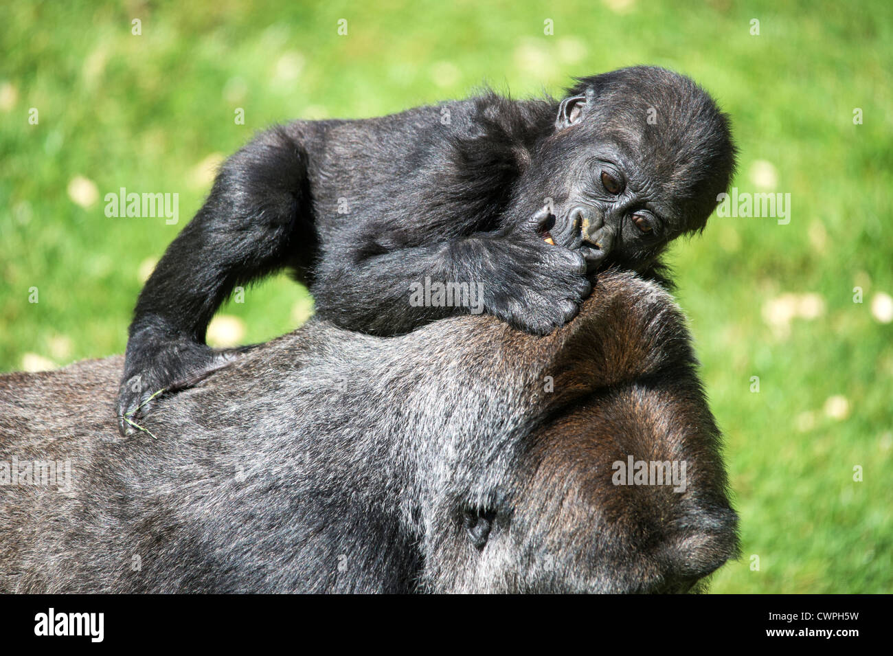 https://c8.alamy.com/comp/CWPH5W/baby-gorilla-riding-on-his-mothers-back-CWPH5W.jpg