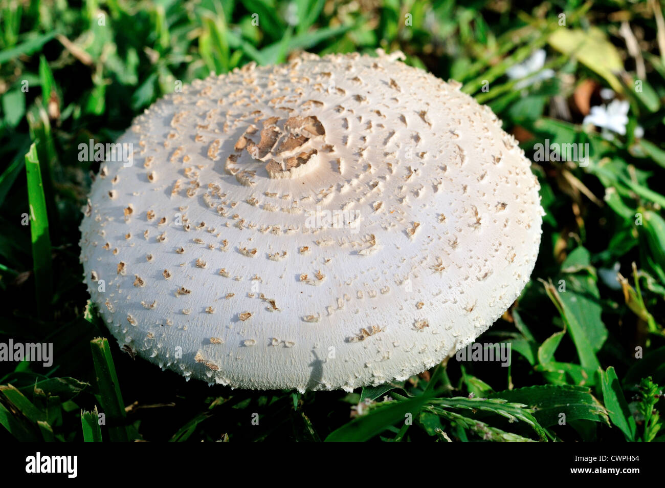 White mushroom (Agaricus campestris) in wild. Stock Photo