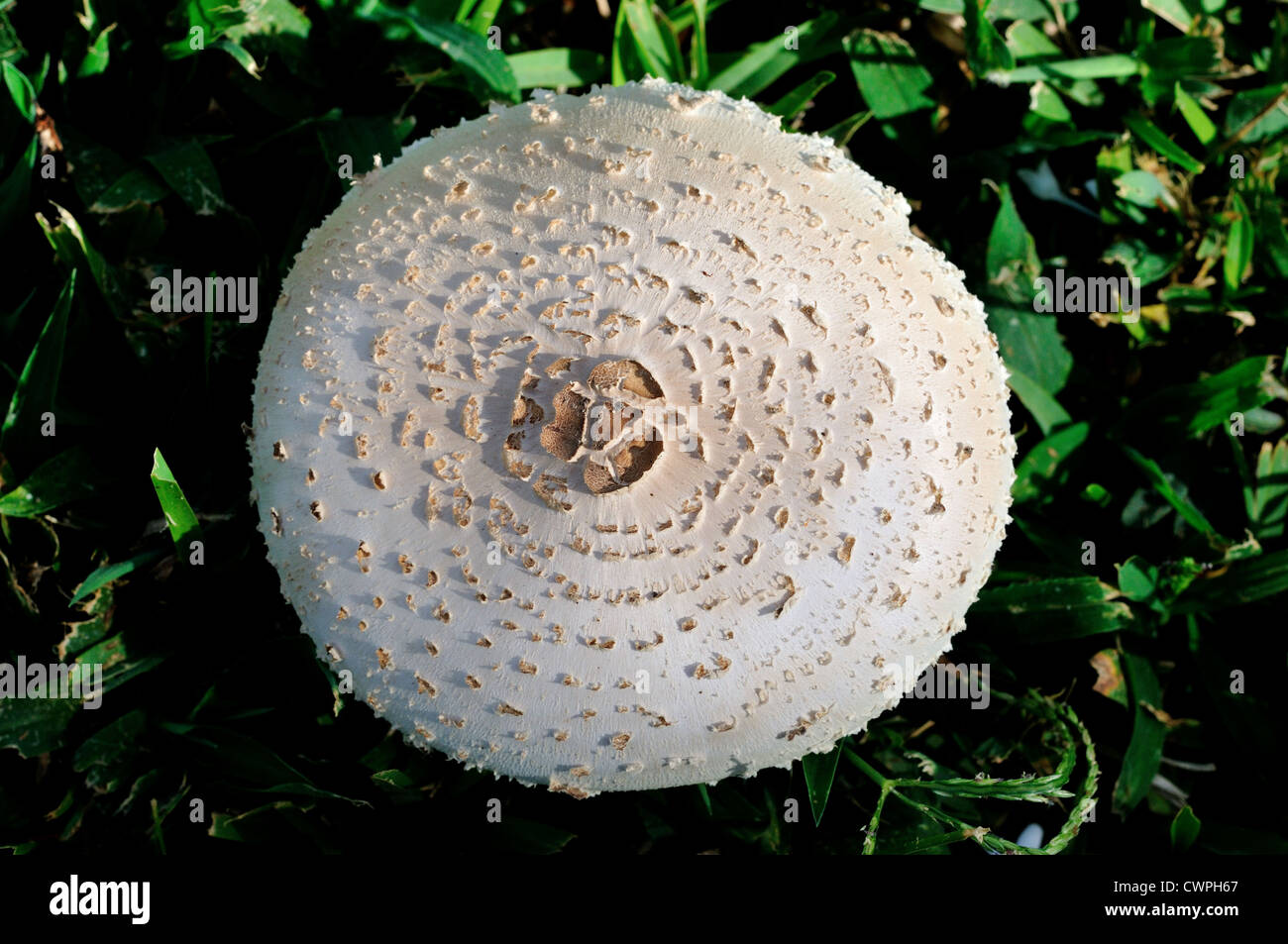 A wild white mushroom (Agaricus campestris) on green grass. Stock Photo