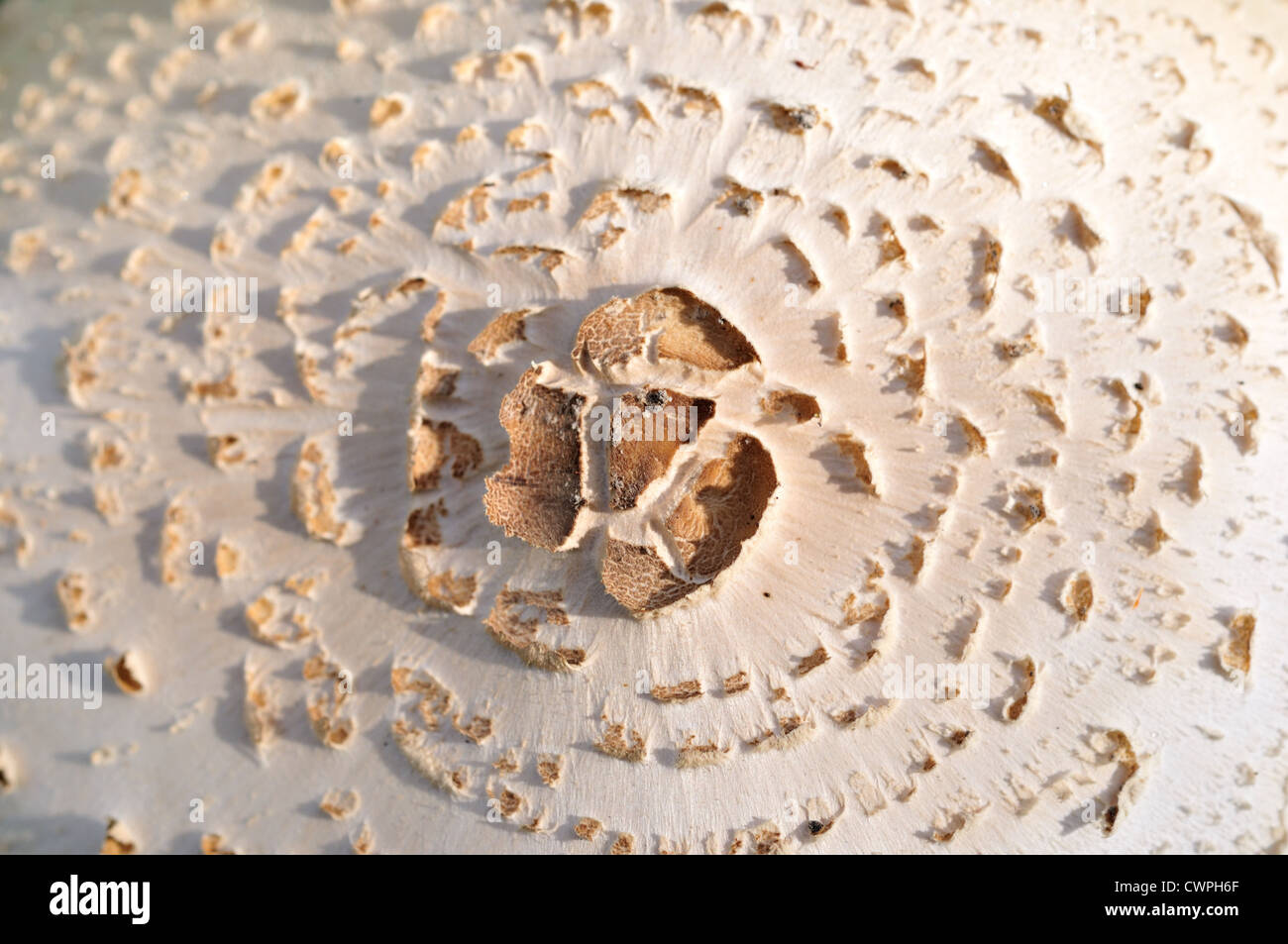 Details on top of a wild white mushroom (Agaricus campestris). Stock Photo