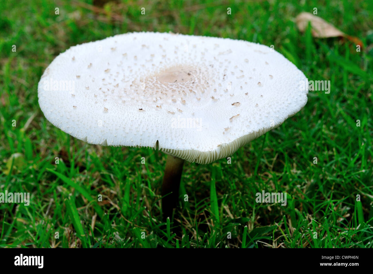 Wild white mushroom (Agaricus campestris) on green grass. Stock Photo