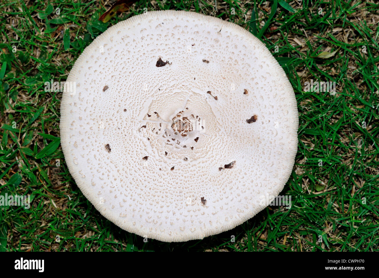 Top of a wild white mushroom (Agaricus campestris). Stock Photo