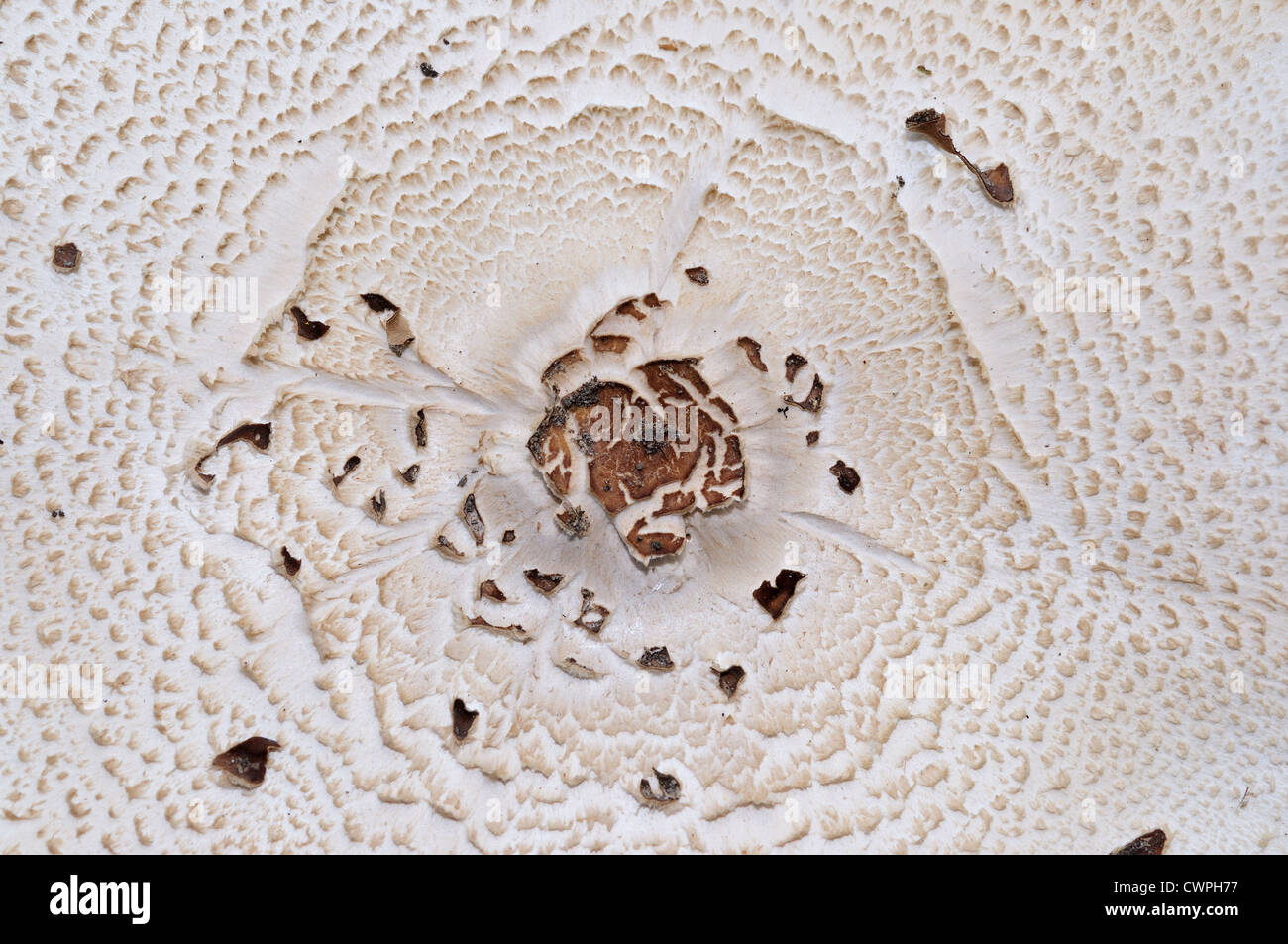 Top of a wild white mushroom (Agaricus campestris). Stock Photo