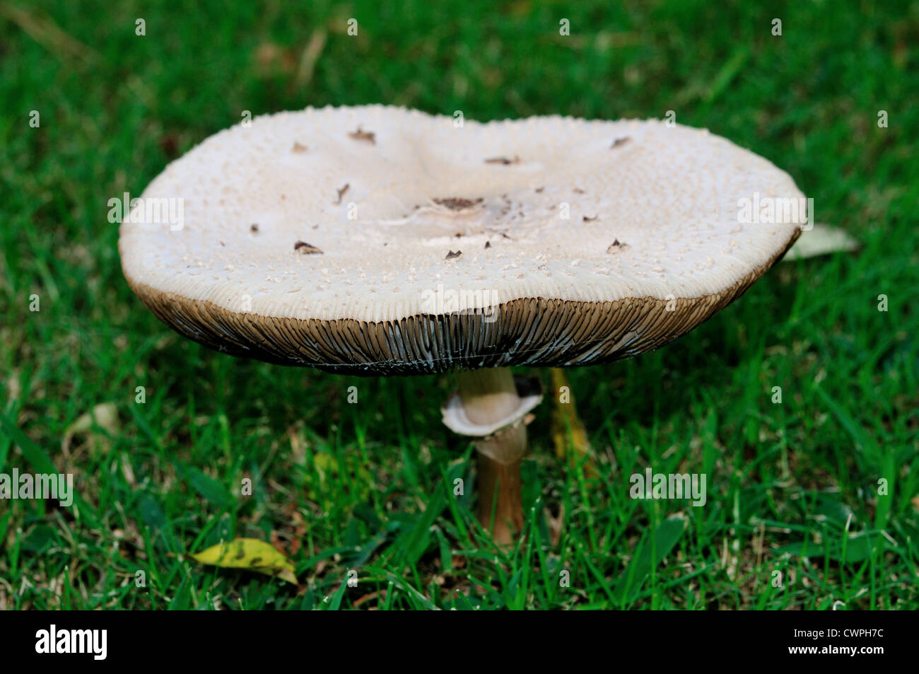 Wild white mushroom (Agaricus campestris) on green grass. Stock Photo