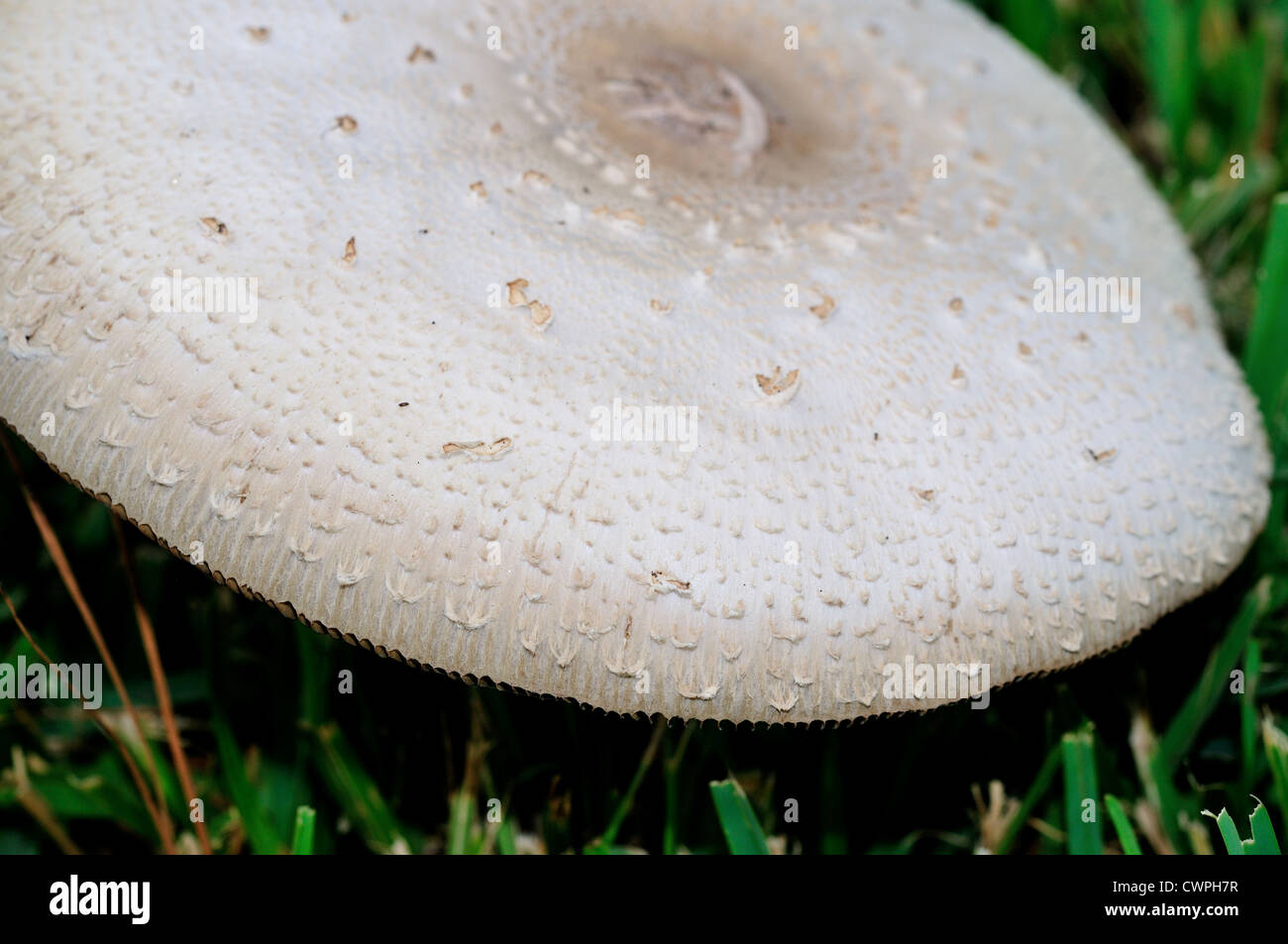 Wild white mushroom (Agaricus campestris) close-up. Stock Photo