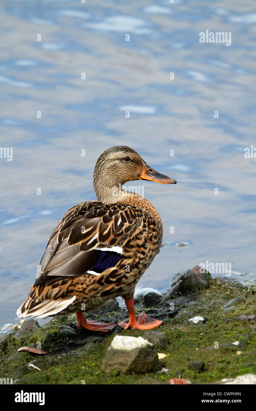 A Mallard Duck, Anas platyrhynchos, standing at the water's edge. Richard DeKorte Parke Lyndhurst, NJ, USA Stock Photo