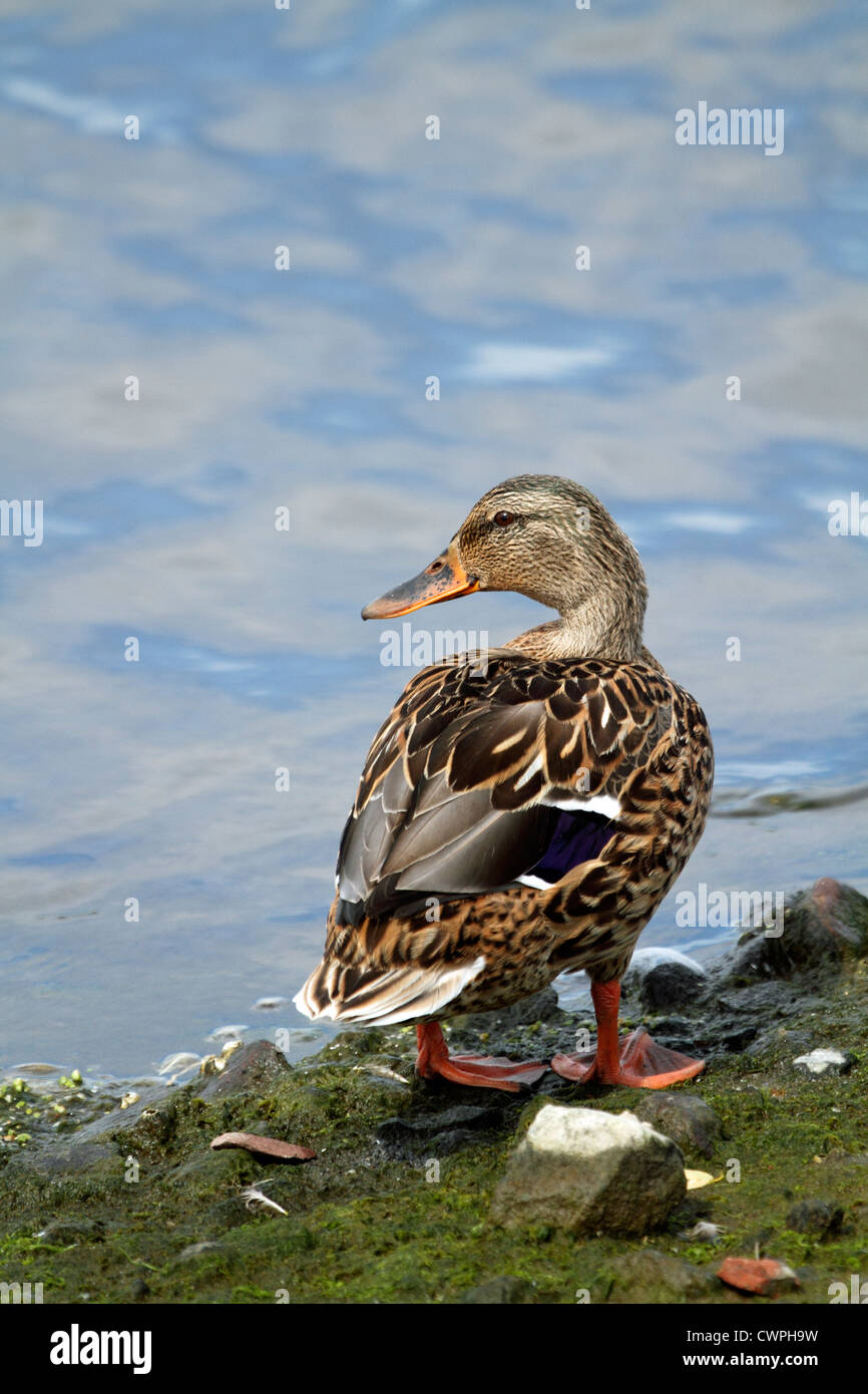 A Mallard Duck, Anas platyrhynchos, standing at the water's edge. Richard DeKorte Parke Lyndhurst, NJ, USA Stock Photo