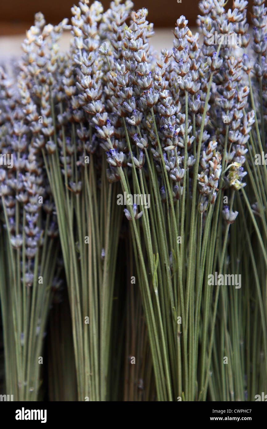 Lavender at the Farmers Market Stock Photo Alamy