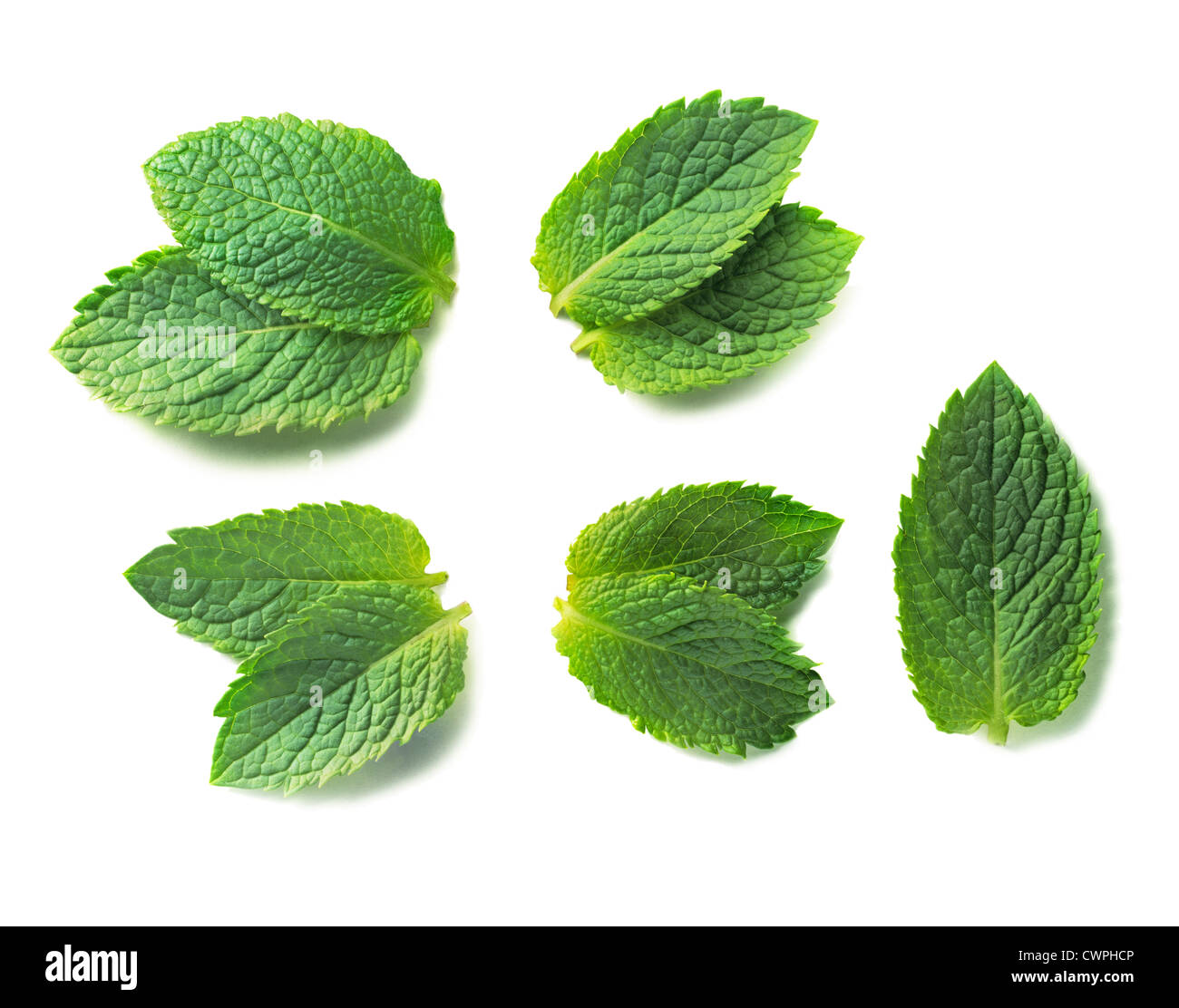 мята листья. листья вид сверху. лист сверху. листик зелени. листья базилика.