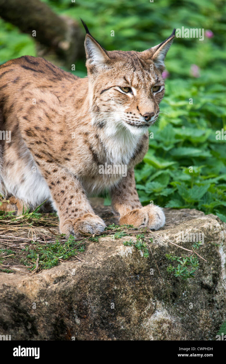 Lynx sat on a rock looking out of the right side of the frame Stock Photo