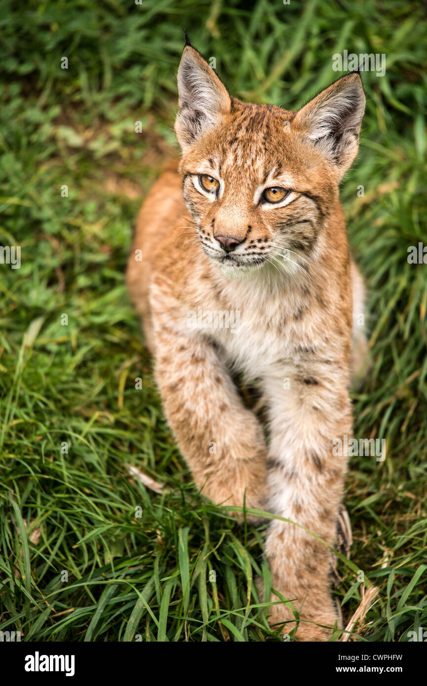 Close up of a lynx kitten against a background of grass Stock Photo