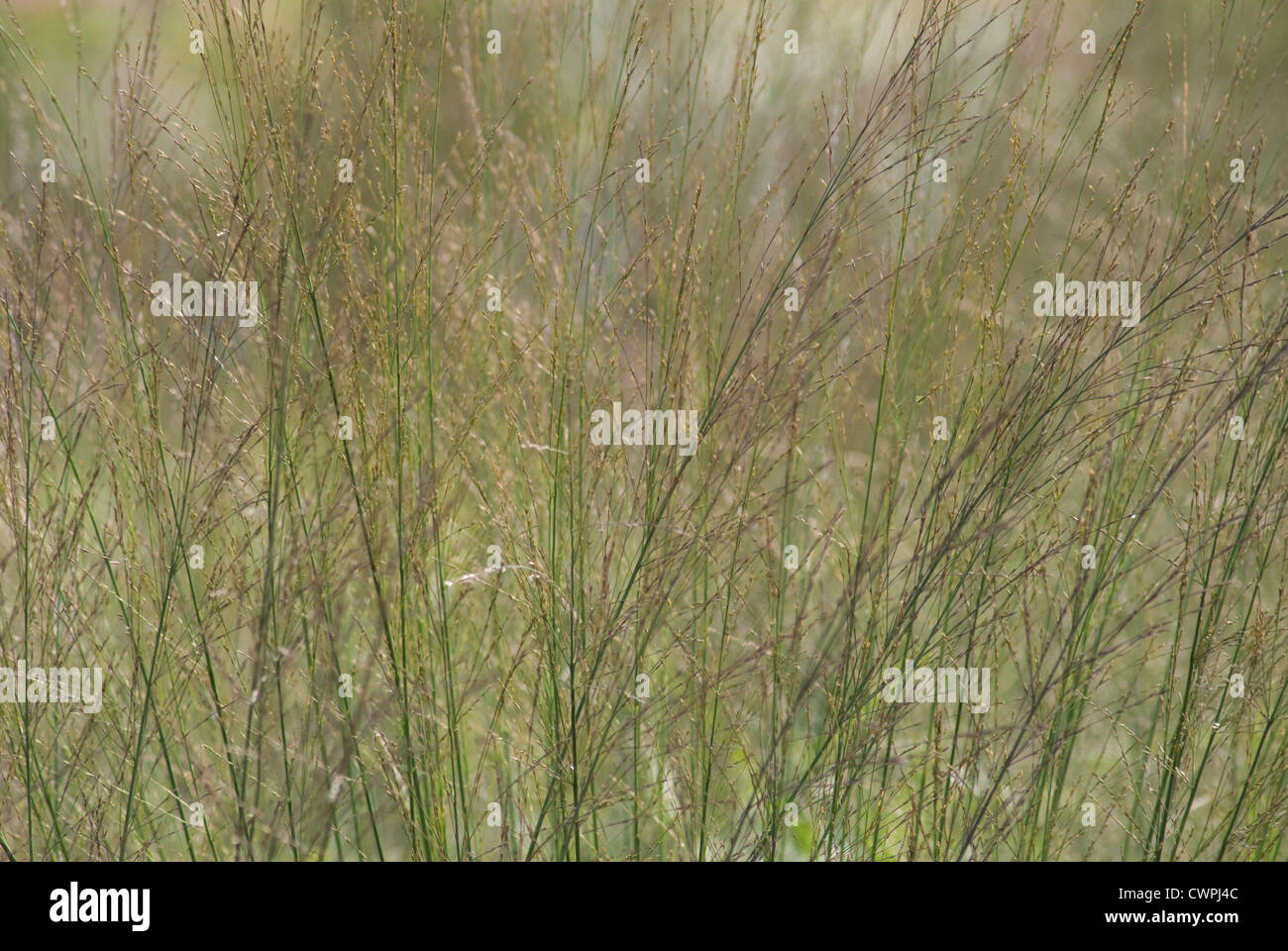 Molinia caerulea 'Transparent', Purple Moor Grass Stock Photo
