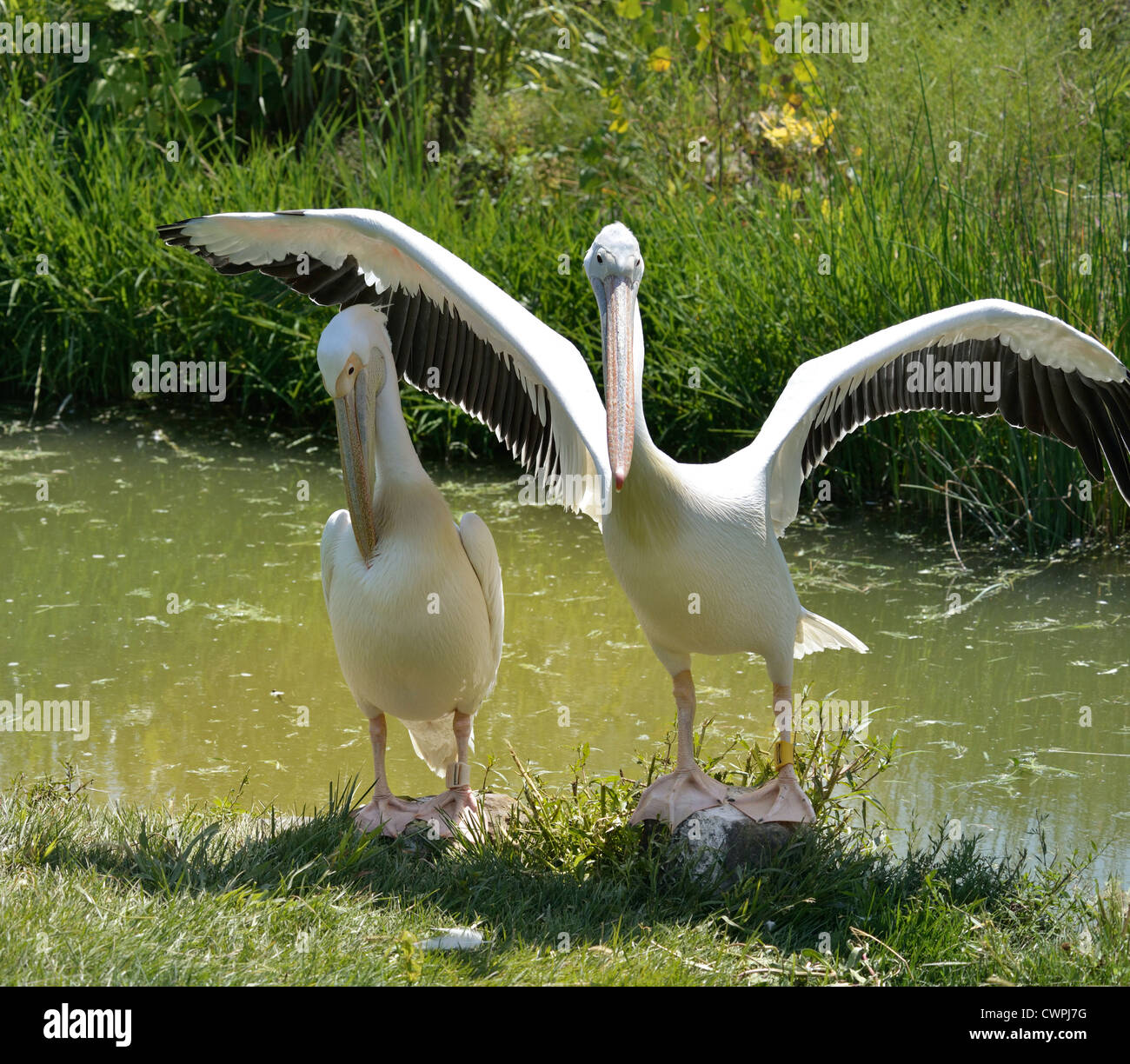 White Pelicans Sitting On The Rocks Stock Photo - Alamy