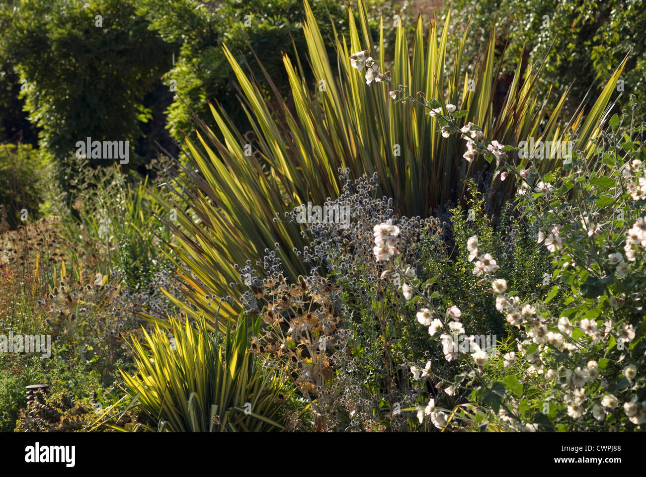 Phormium tenax 'Yellow Wave', New Zealand flax Stock Photo