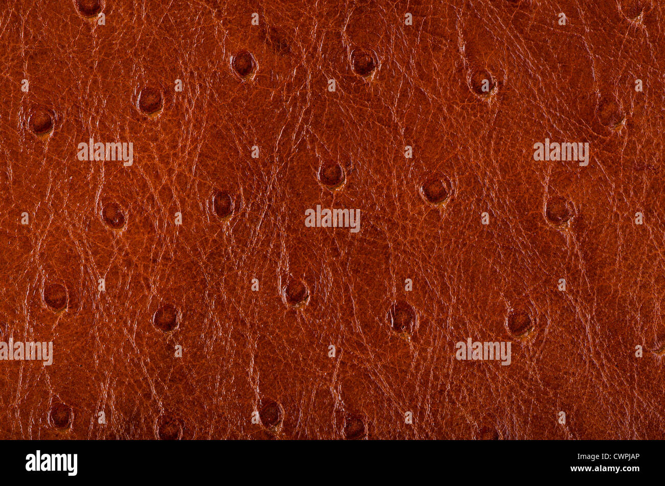 Closeup of leather texture background Stock Photo - Alamy