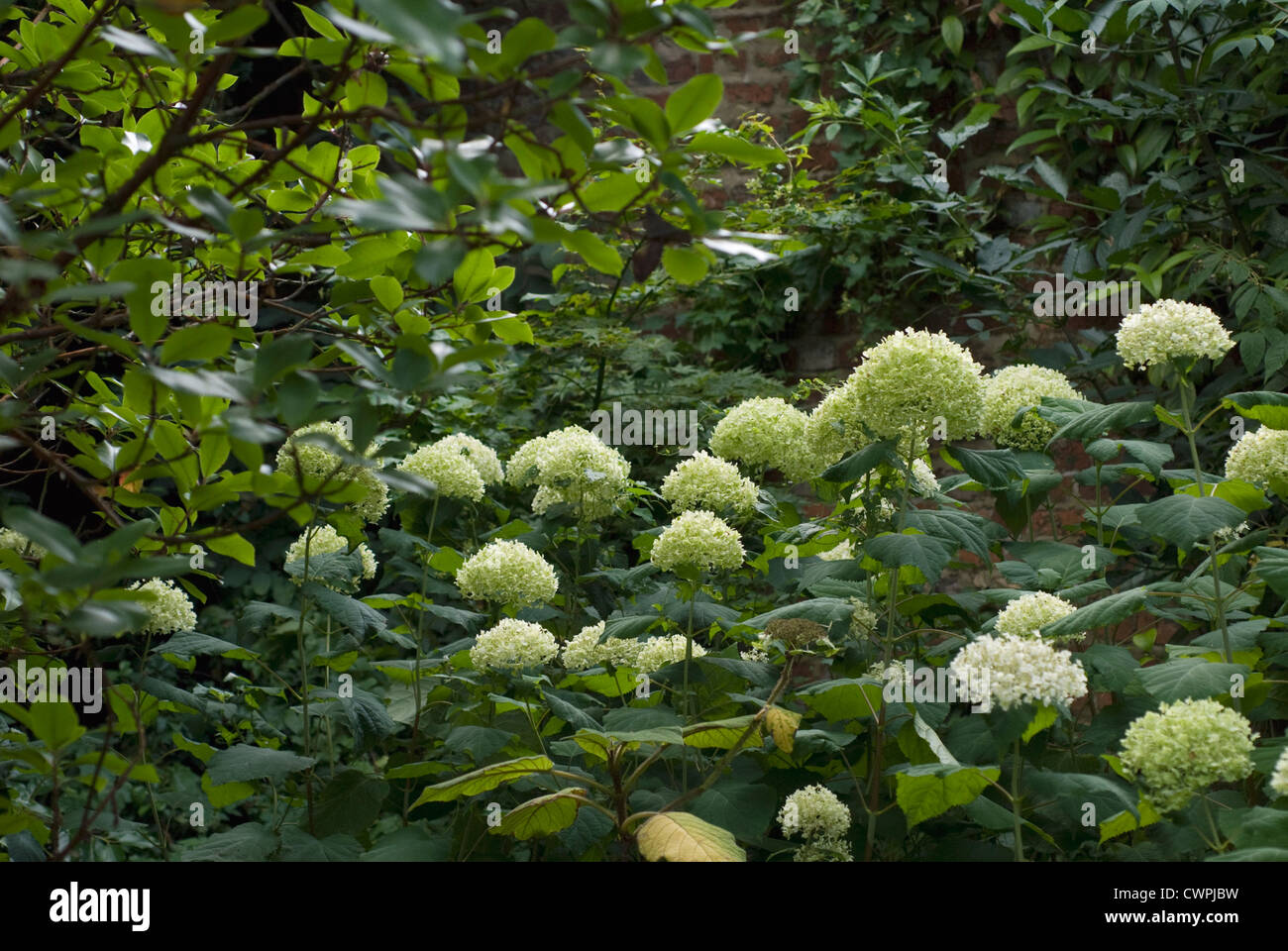 Hydrangea arborescens 'Annabelle', Hydrangea Stock Photo