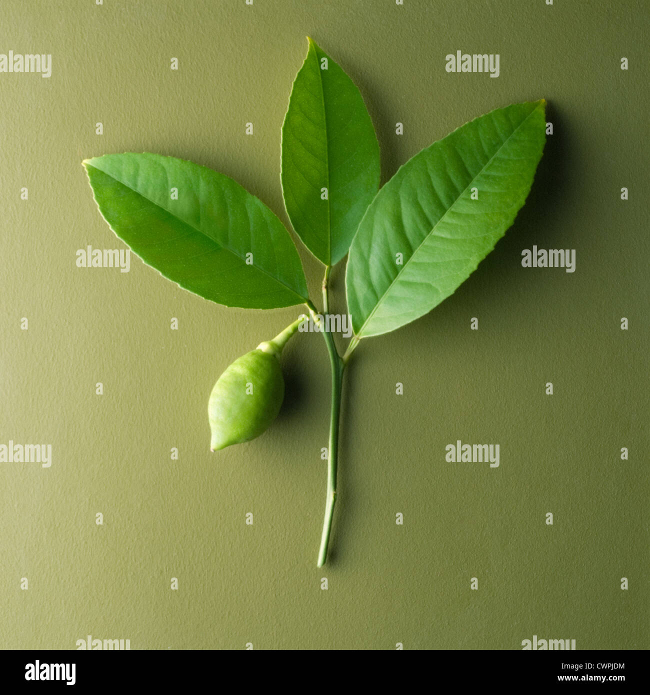 Citrus aurantiifolia, Lime Stock Photo