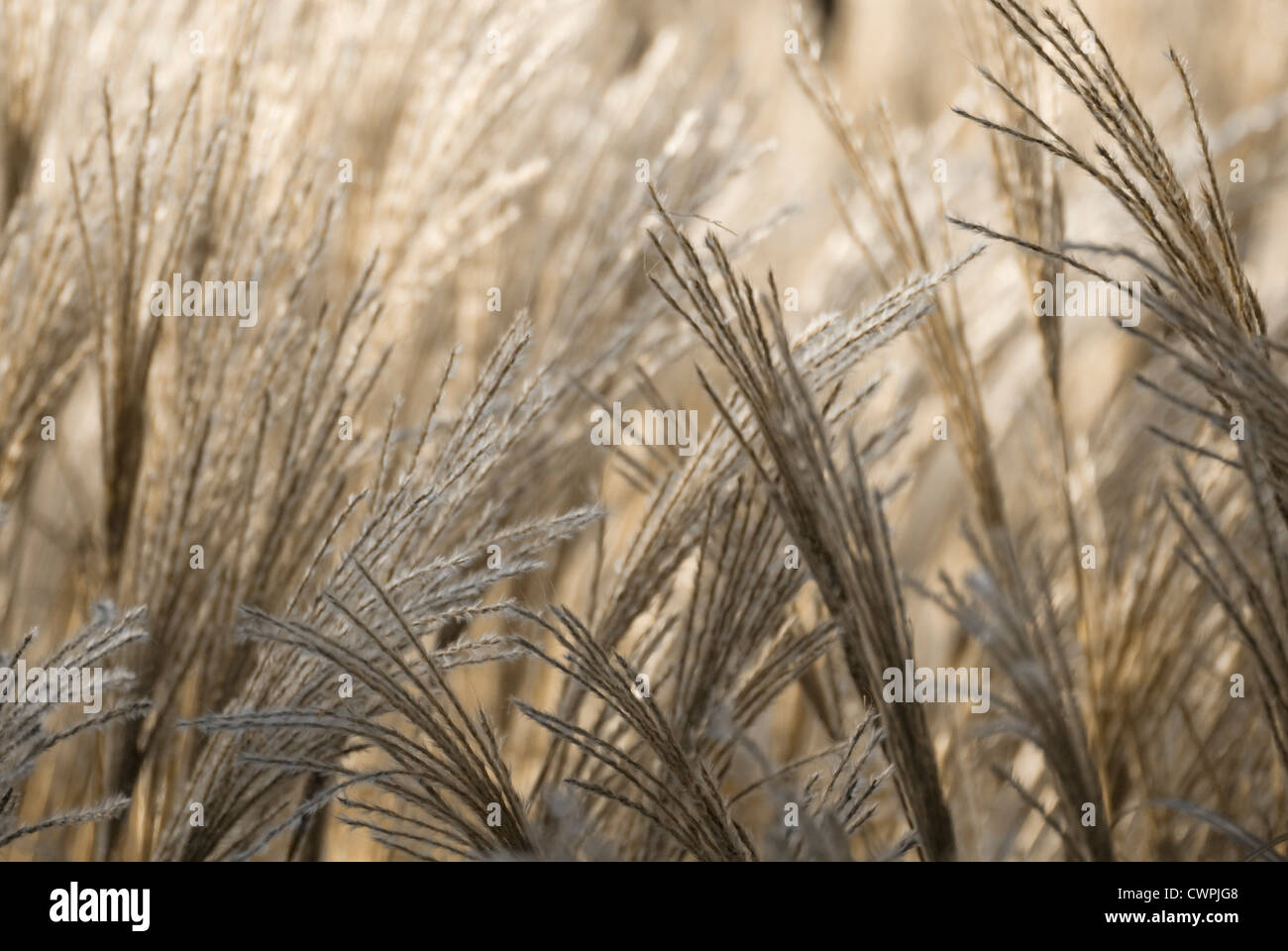 Miscanthus sinensis, Miscanthus, Chinese SIlver Grass Stock Photo - Alamy