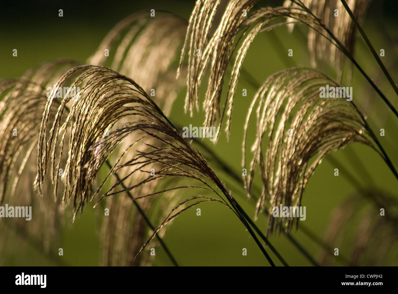 Miscanthus nepalensis, Himalayan fairy grass Stock Photo
