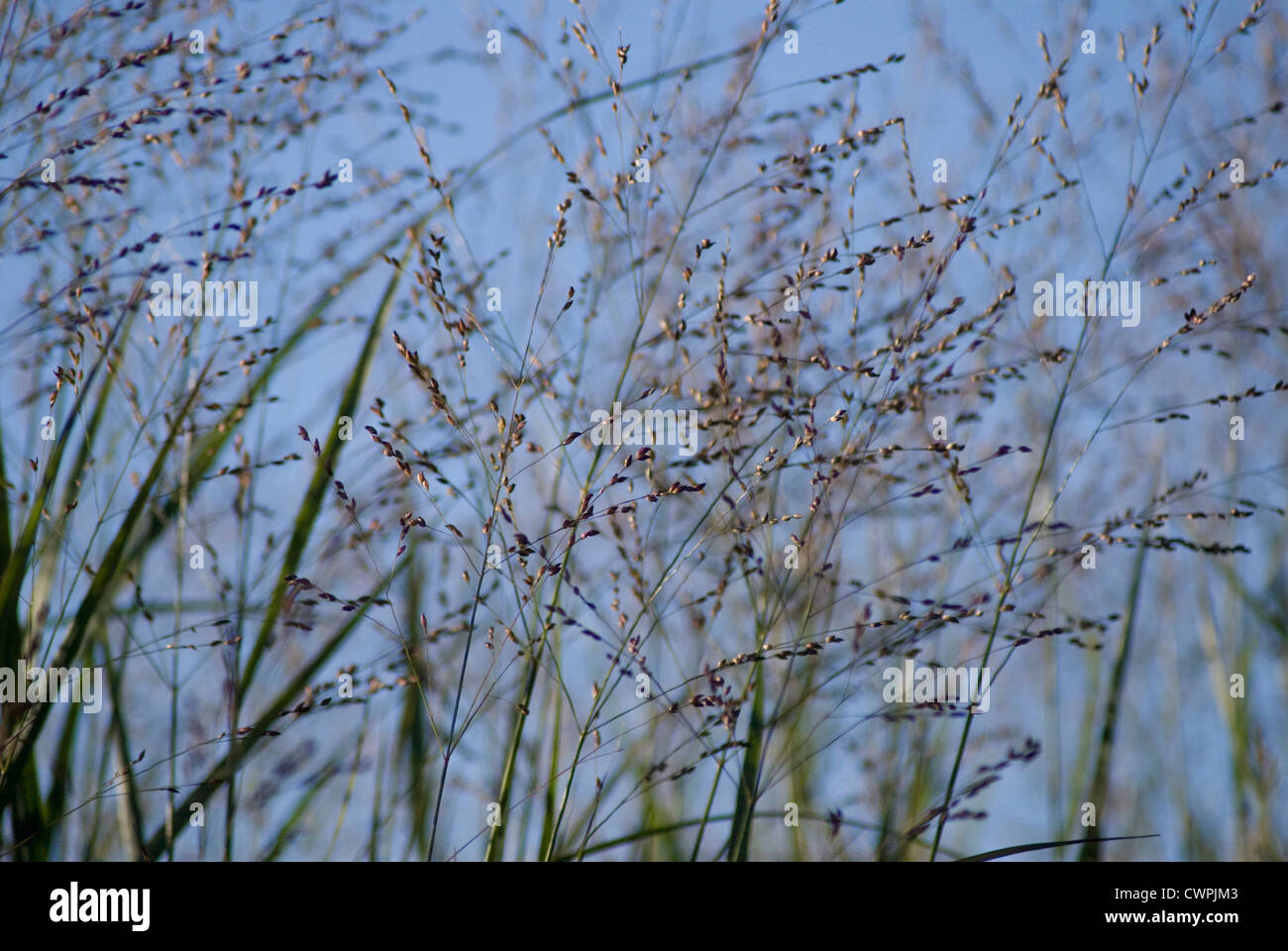 Panicum virgatum 'Prairie Sky', Switch grass Stock Photo