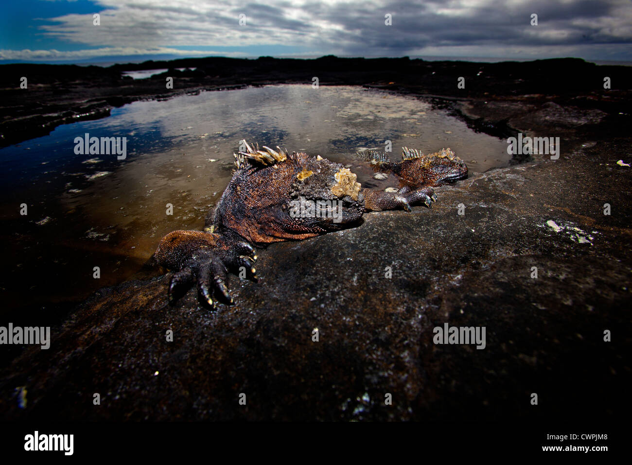 Marine Iguana resting in a rock pool, Galapagos Islands Stock Photo