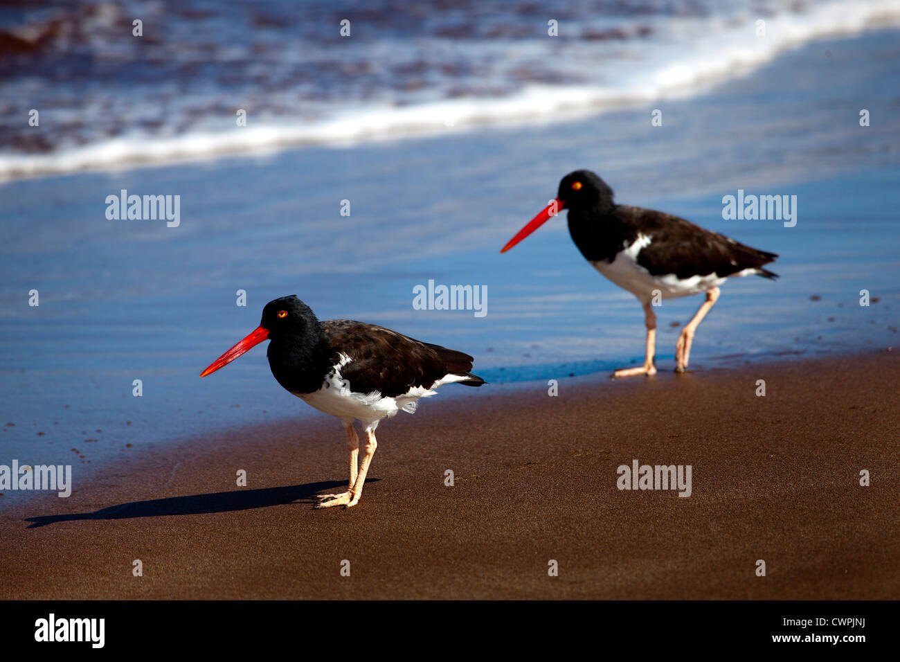 Oyster catchers, Espumilla Beach, James Island, Galapagos Stock Photo