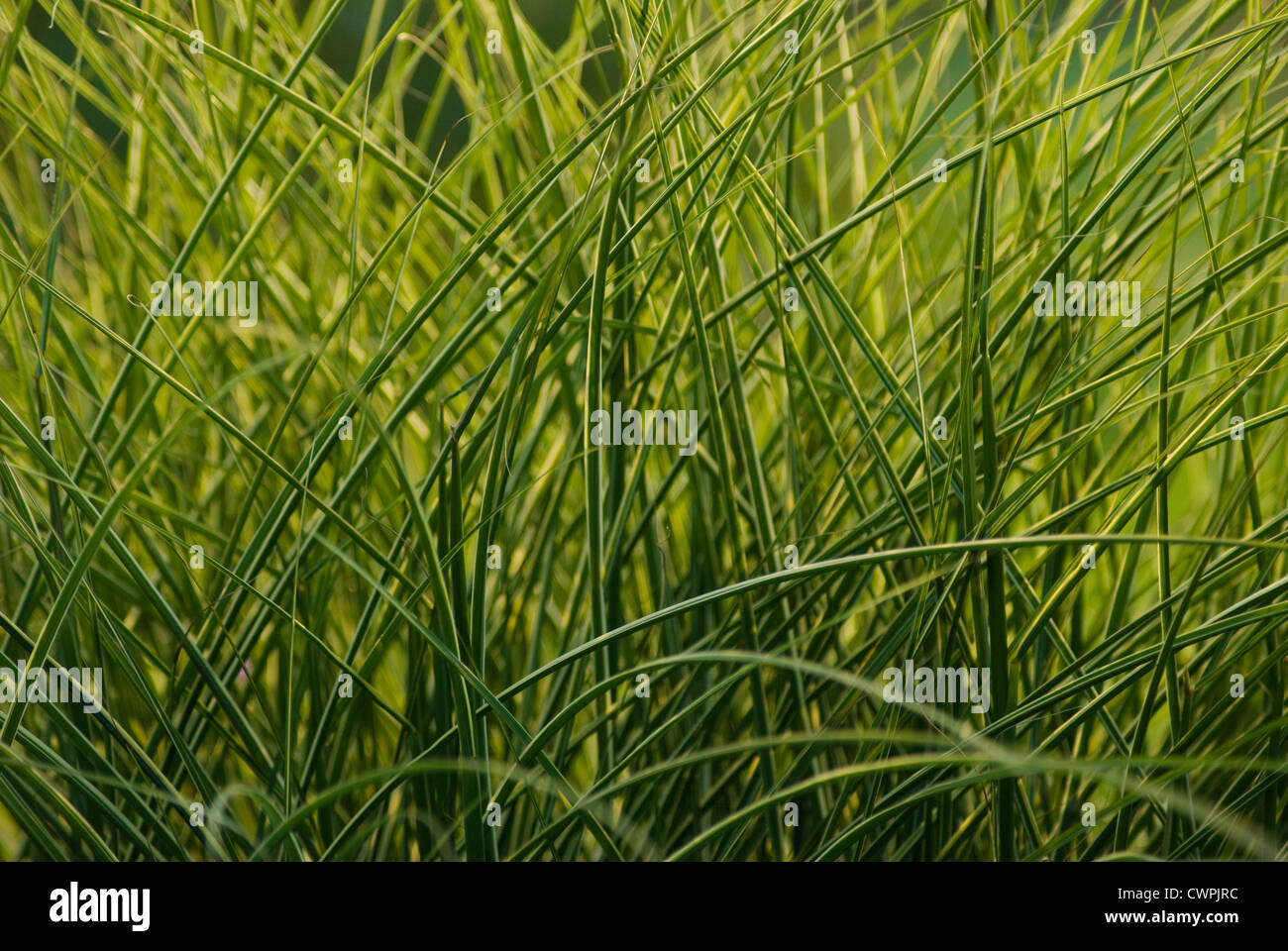Miscanthus, Chinese SIlver Grass Stock Photo