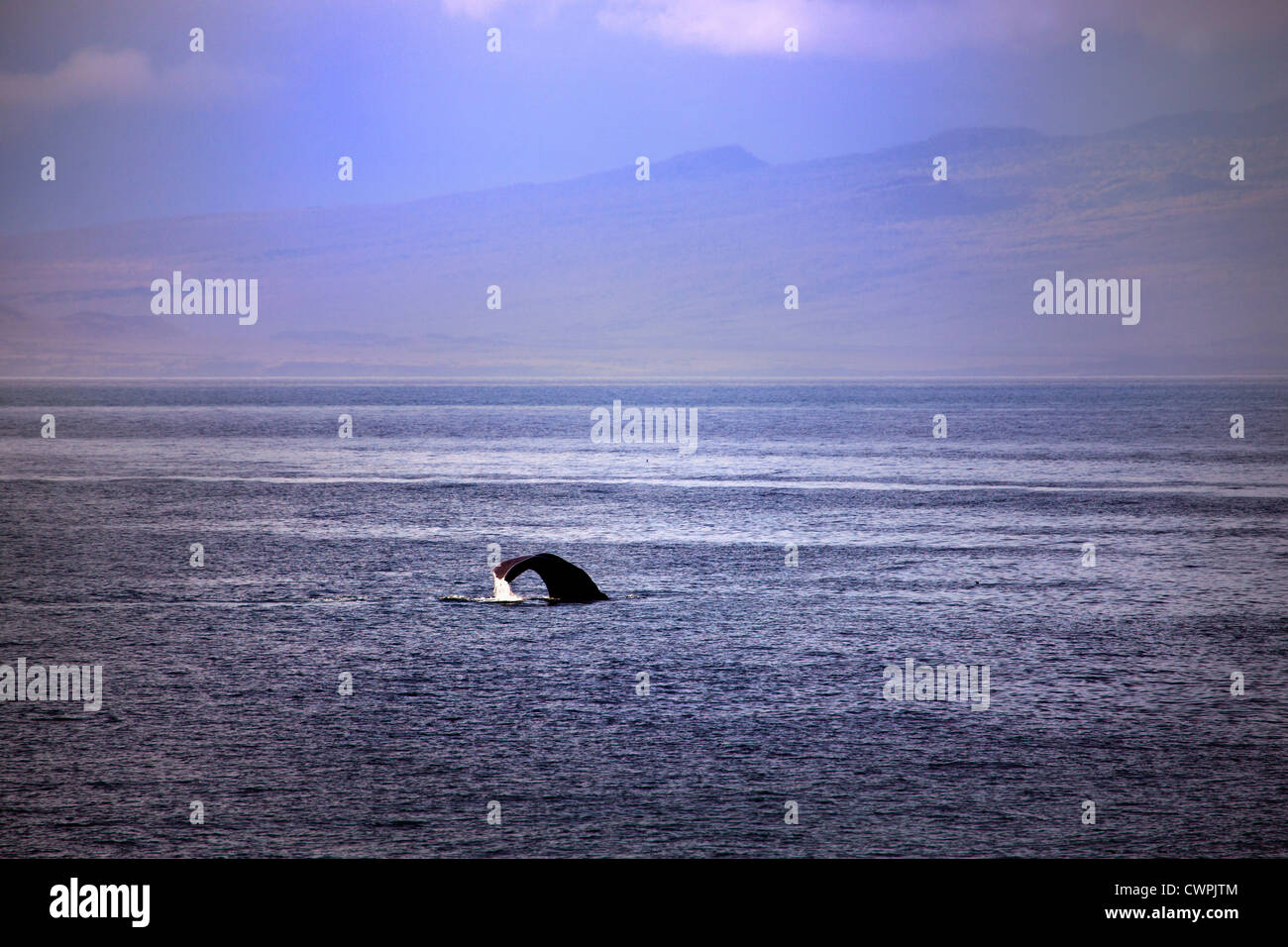 Humpback whale in the Bolivar Channel between Isabela and Fernandino Islands. Stock Photo
