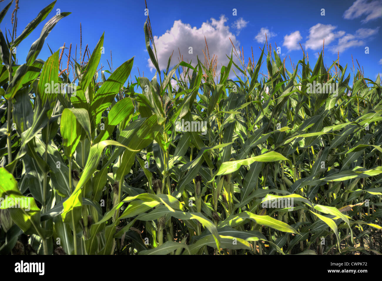 Corn field with blue sky Stock Photo