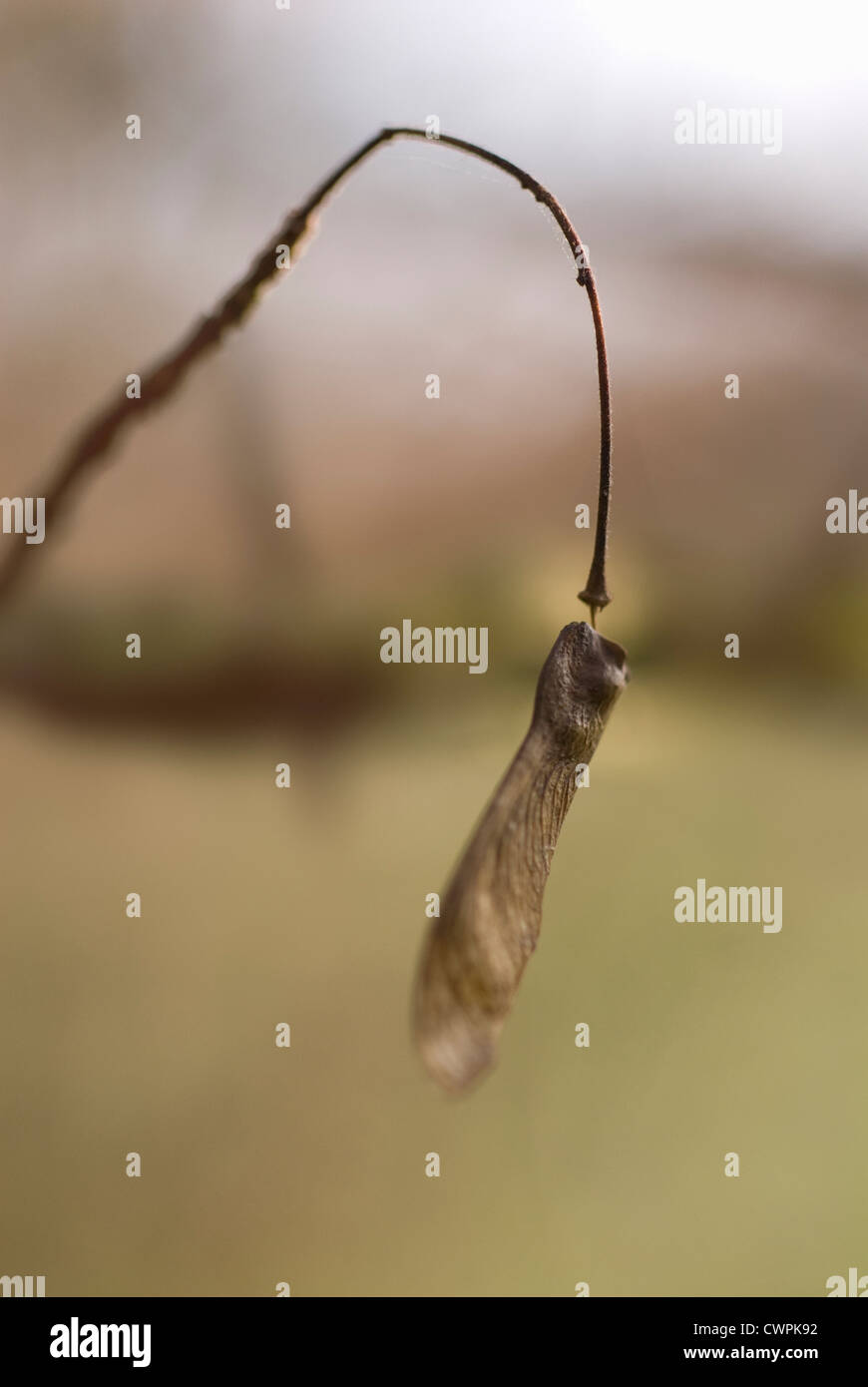 Acer campestre, Field maple Stock Photo - Alamy