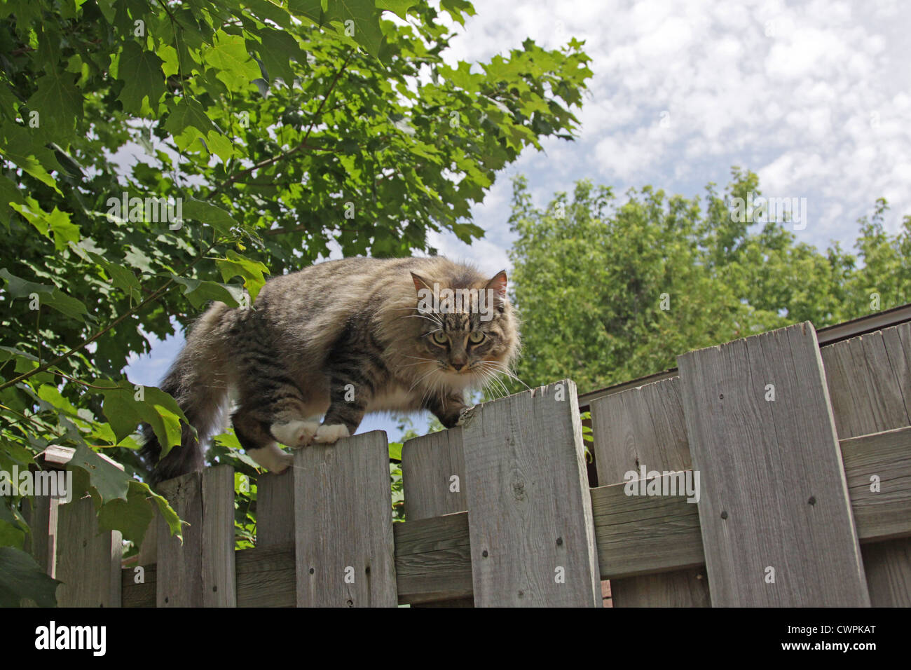 Prowling Cat on Fence Stock Photo